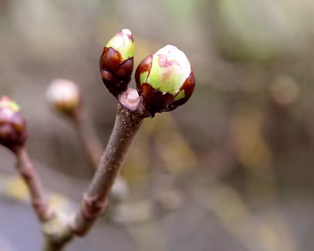 PXL067 C'est le printemps...