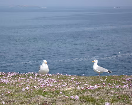 PXL003 Nos premiers goélands goulus