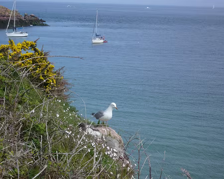 PXL020 Tiens encore un goulu goéland !