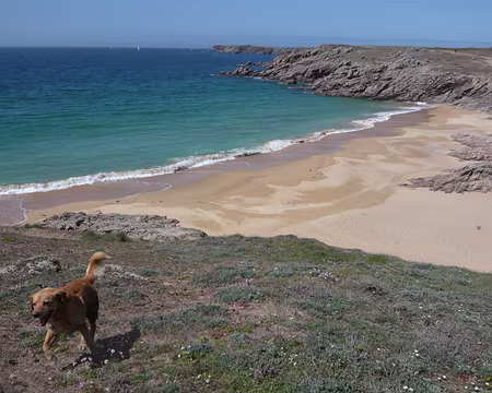 PXL045 Le chien sans coeur de Houat nous accompagne quelque temps