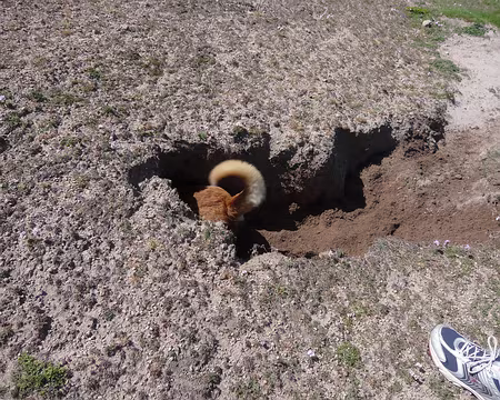 PXL046 Notre compagnon à 4 pattes a creusé son terrier