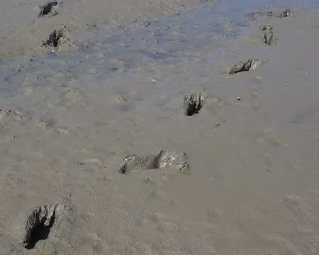 PXL063 Nos traces dans la baie de Plouharnel