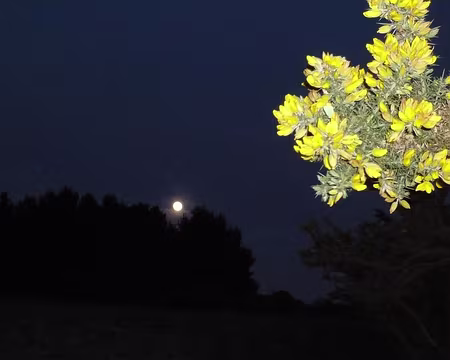 PXL099 Les ajoncs de la pleine lune