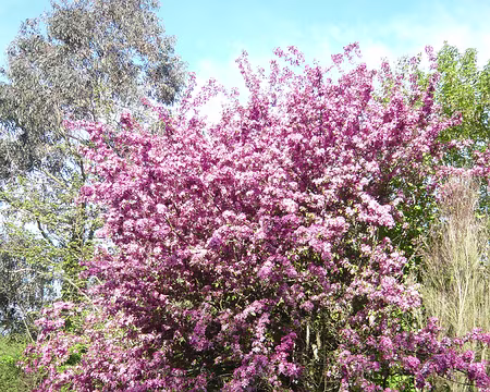 PXL100 Explosion de fleurs à Porzh Gwenn