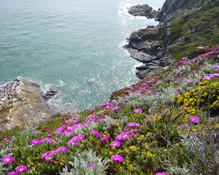 PXL118 Griffes de sorcières et autres plantes envahissantes