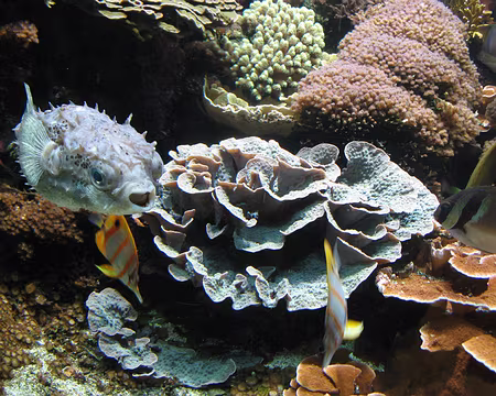 Ouessant Avril 2010 160 Océanopolis Brest