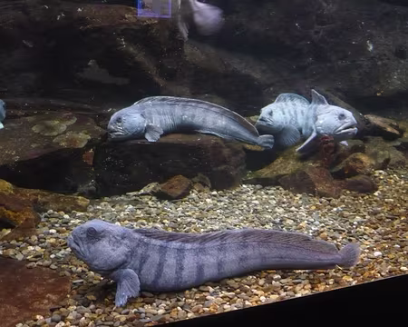 P1060356 Quelques petites bêtes bien sympathiques...