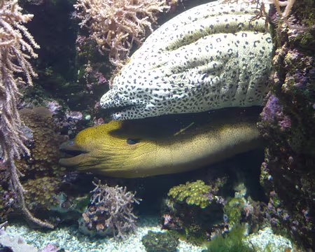 P1060381 Quelques petites bêtes bien sympathiques...