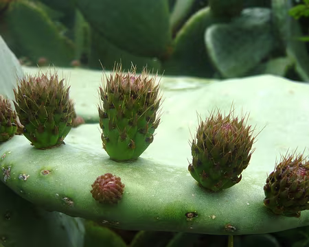 PXL007 Figuier de Barbarie