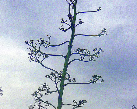 PXL008 L'ombre des aloès (ou agaves)