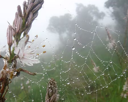 PXL021 Brume, toile, et asphodèle