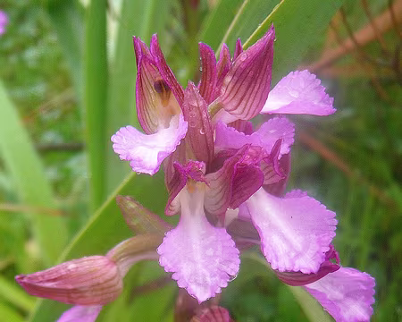 PXL024 Orchis Papillon