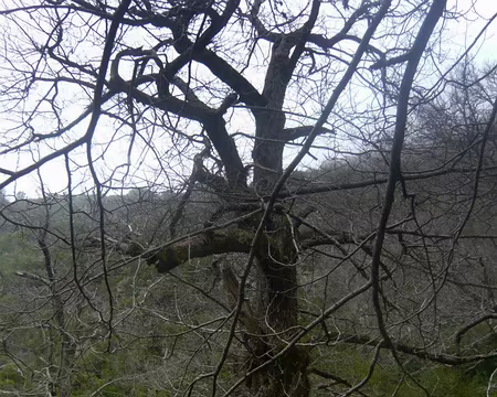 PXL038 Pascal dans la vénérable châtaigneraie de Marignana
