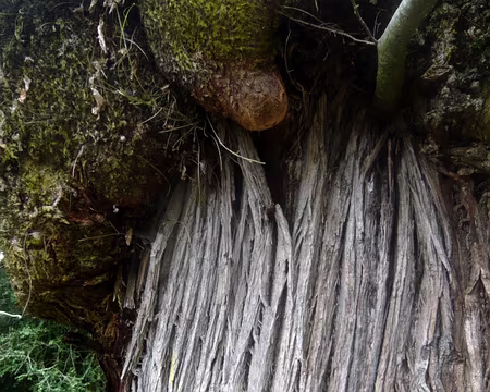 PXL039 très très vieux châtaigner