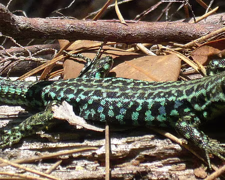 PXL055 lézard des murailles mâle (réticulé)