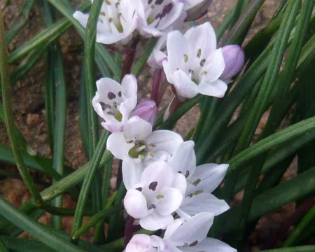 PXL066 jacinthe de Pouzolz (endémque en Corse, Sard., Baléares, Grèce)