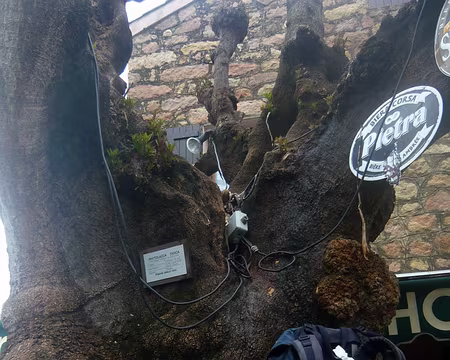 PXL077 Le phytolaque de Piana (Bellombra)