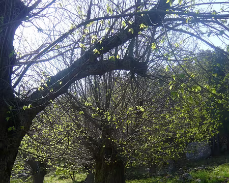 PXL080 châtaigneraie sur le chemin des calanches