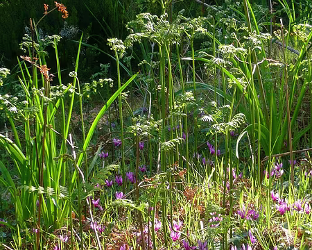 PXL081 Tapis de cyclamens