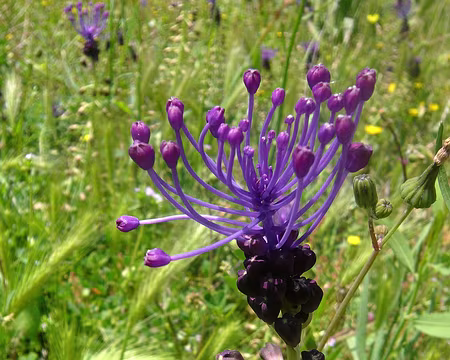 PXL089 Muscari à toupet