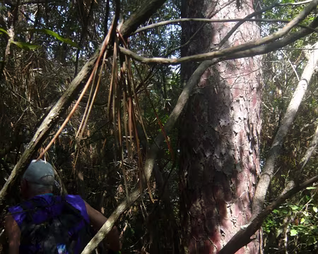 PXL091 Très sauvage...