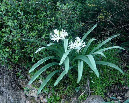PXL104 Lis de St pancrace, endémique en Corse.