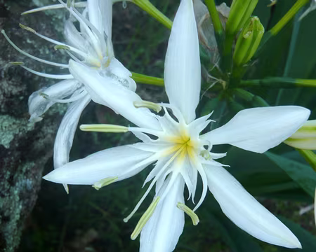 PXL105 Ciolla canina