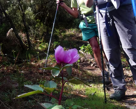 PXL106 Pivoine corse, endémique en Corse. Rare.