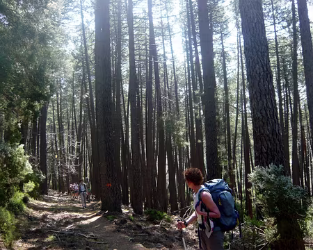 PXL109 Pins maritimes au Capu San Pietru