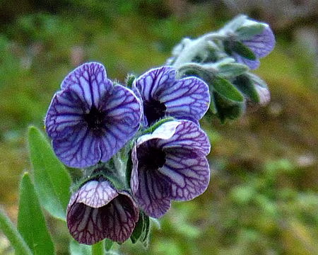 PXL112 Cynoglosse rayé (même famille que la bourrache)