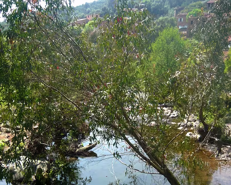 PXL113 Eucalyptus au frais.