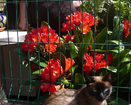 PXL115 Siamois et amaryrills