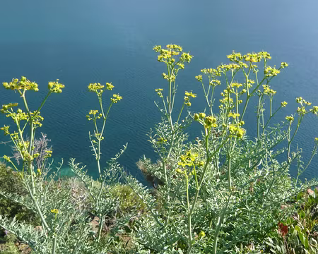 PXL135 Séneçon cinéraire
