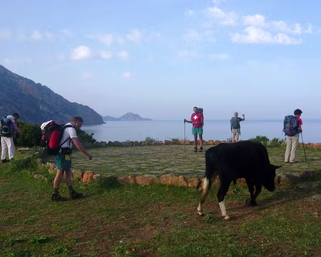 PXL142 Une vache sur le tarmac