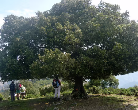 PXL148 Chêne vert pour la fraîcheur