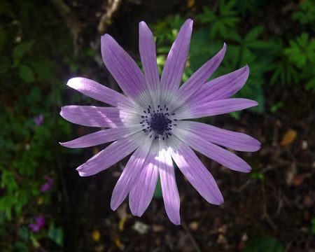 PXL150 anémone couronnée