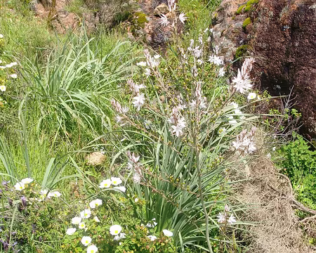 asphodèle et ciste Ciste et Asphodèle