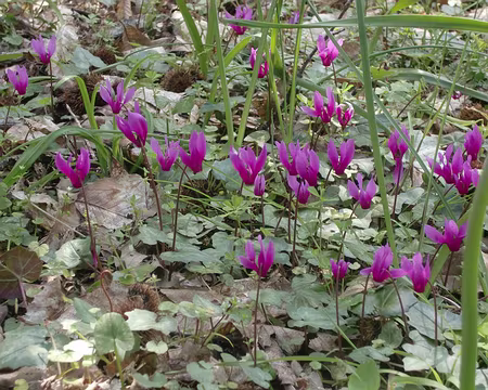 cyclamens des cyclamens en quantité
