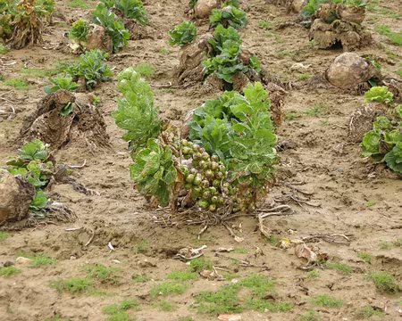 005 Il pleut sur les choux de Bruxelles.