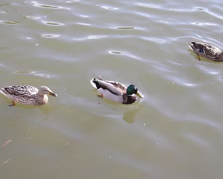 022 Merci Jean-Luc pour cette randonnée !