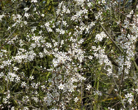 002 Un air de printemps