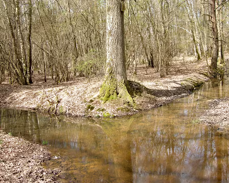 011 Suite de notre marche en forêt de Rambouillet