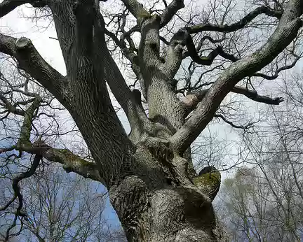012 Autre arbre remarquable : le chêne de la Tête d'Alouette