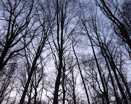 PXL023 Une belle forêt (non réduite à un taillis)