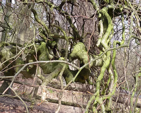 PXL030 Plus tortueux tu meurs !