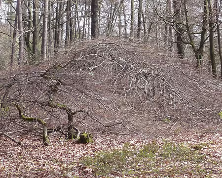 PXL033 le fau rampant