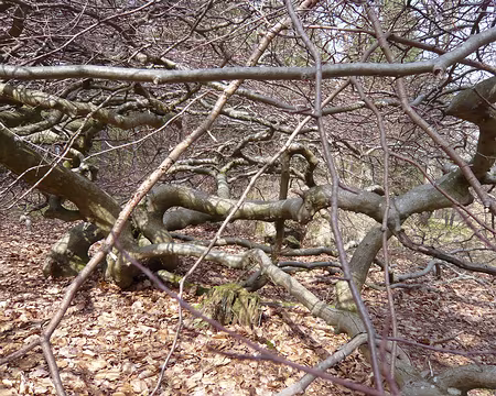 PXL035 le fau filant