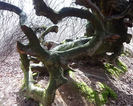 PXL039 le fau à tête de hyène