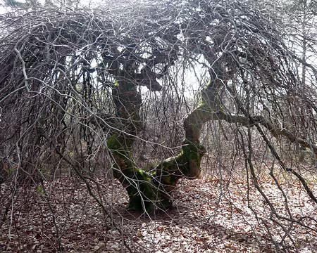 PXL041 le fau jumeau