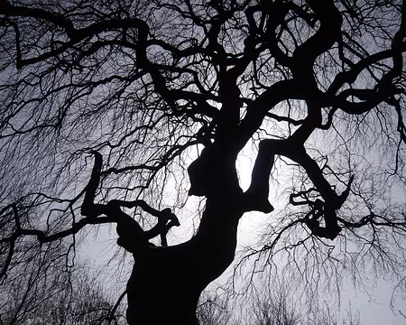 PXL043z806 le fau magique de Trépail